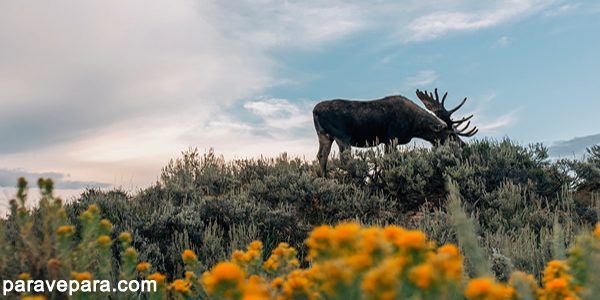 Dünya Doğayı Koruma Vakfı (World Wide Fund for Nature ya da kısaca WWF), doğanın zarar görmesini durdurmayı ve verilen zararları onarmayı amaçlayan uluslararası bir sivil toplum kuruluşudur.